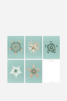 Card Set, Blooming