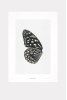 Print A3, Sun Fluttering 4