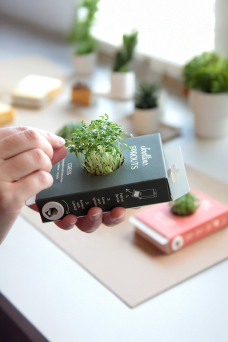 Activity & Growing, Cress Sprouts